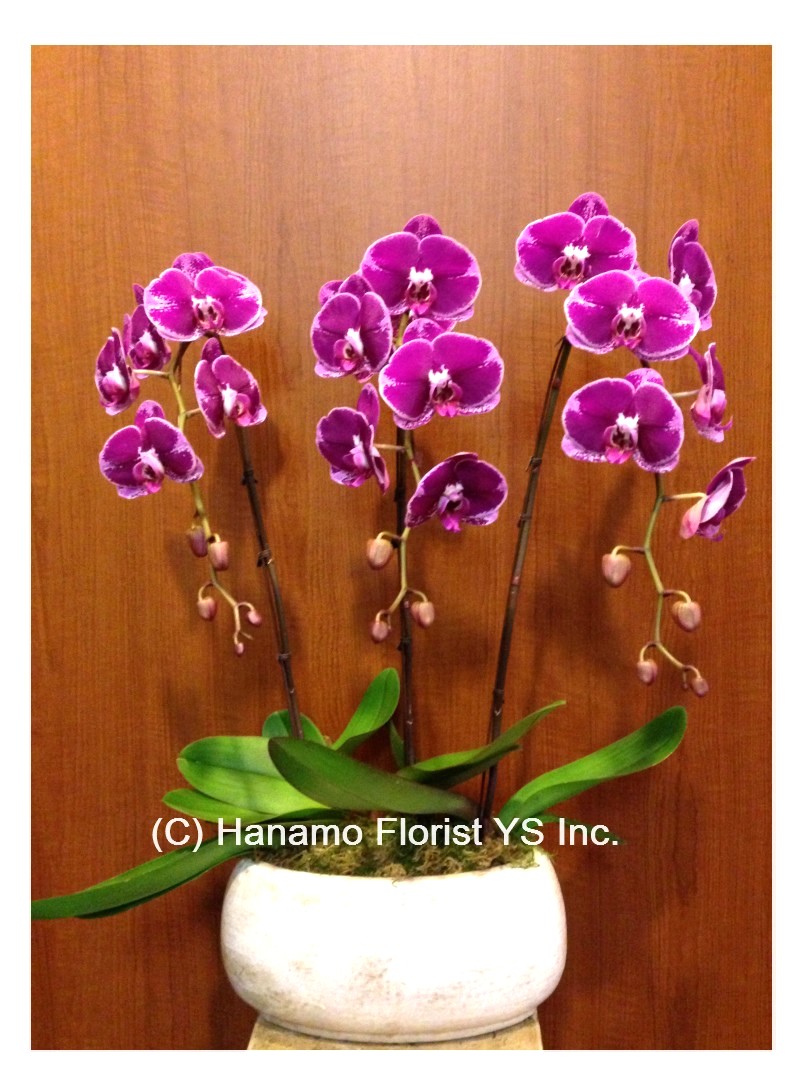ORCH109. 3 Premium Pink, Purple or Yellow Orchids in the pot